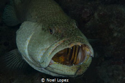 tiger grouper in a cleaning station. nikon D800, nikon le... by Noel Lopez 